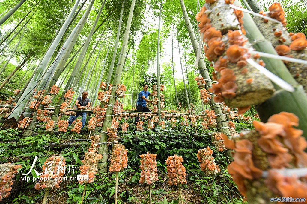 湖南双牌：“林下经济”助增收